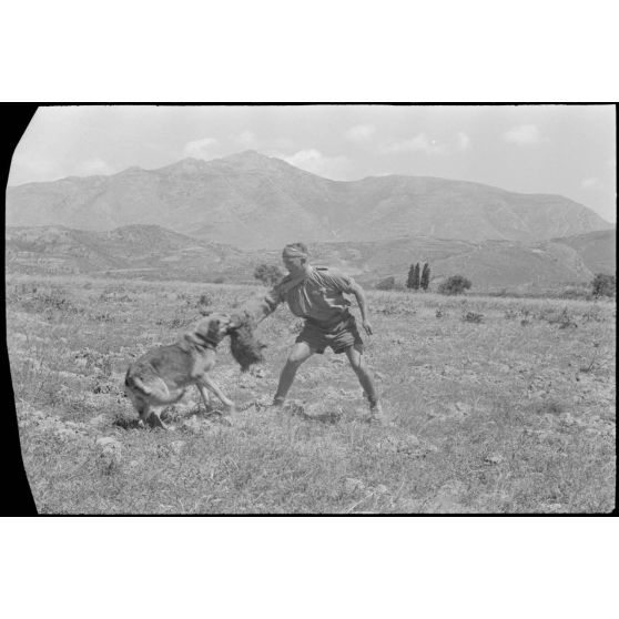 Dressage de chiens au sein d'une compagnie cynophile du terrain d'aviation de Kastelli.