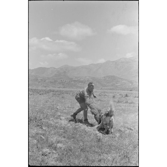 Dressage de chiens au sein d'une compagnie cynophile du terrain d'aviation de Kastelli.