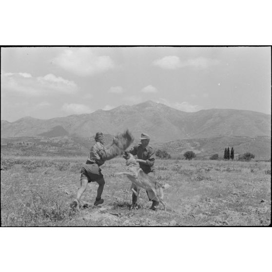 Dressage de chiens au sein d'une compagnie cynophile du terrain d'aviation de Kastelli.