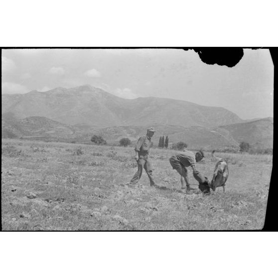 Dressage de chiens au sein d'une compagnie cynophile du terrain d'aviation de Kastelli.
