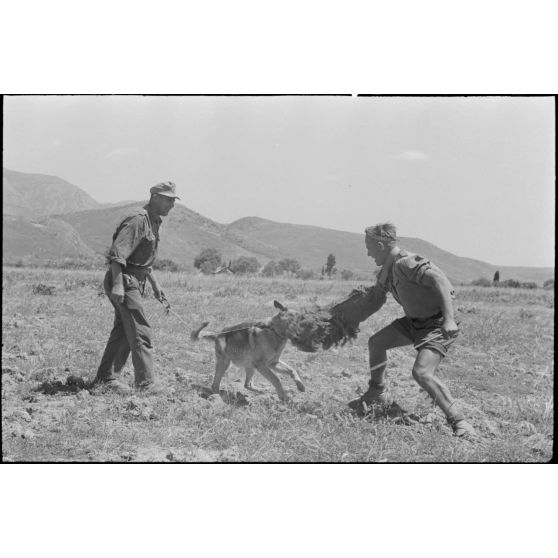 Dressage de chiens au sein d'une compagnie cynophile du terrain d'aviation de Kastelli.