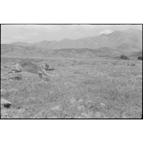 Dressage de chiens au sein d'une compagnie cynophile du terrain d'aviation de Kastelli.