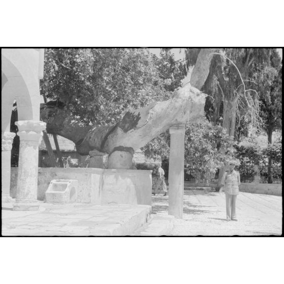 A Kos, l’arbre d’Hippocrate.