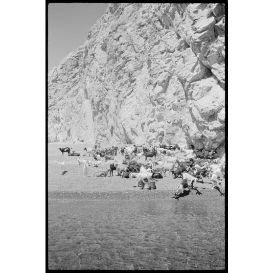 Un troupeau sur la plage de Perissa, île de Santorin.