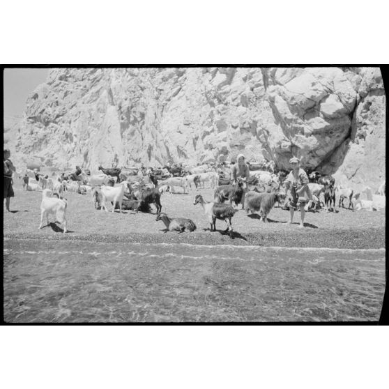Un troupeau sur la plage de Perissa, île de Santorin.