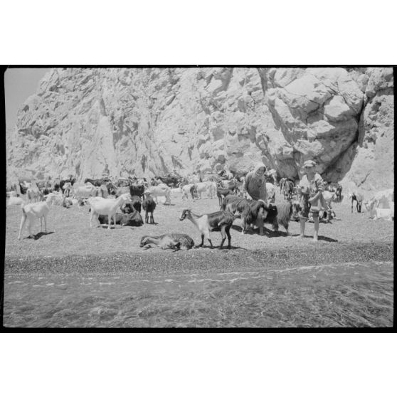 Un troupeau sur la plage de Perissa, île de Santorin.
