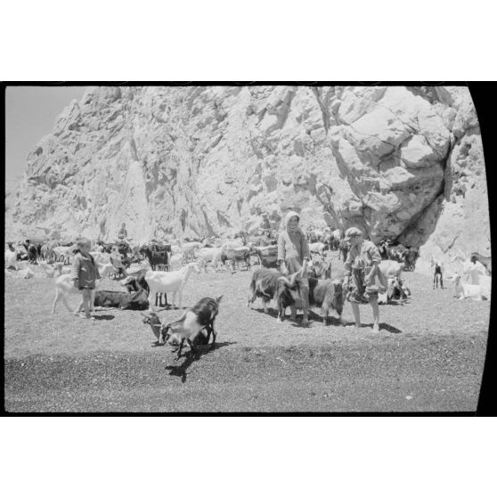 Un troupeau sur la plage de Perissa, île de Santorin.