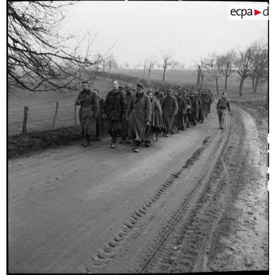 Colonne de prisonniers de guerre allemands sur une route dans le secteur de Dannemarie capturés lors de la reconquête de la région par la 5e DB.