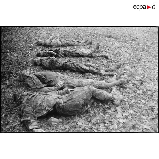 Corps de résistants fusillés par les Allemands le 10 octobre 1944 à Banvillars (Territoire de Belfort) exhumés d'une fosse commune.