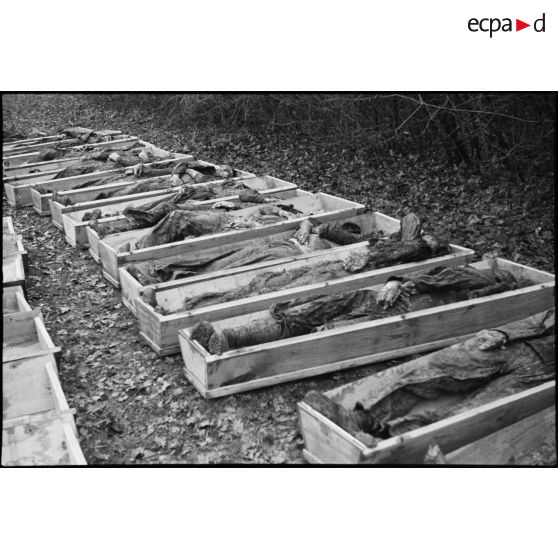 Exhumation des corps de 27 résistants fusillés par des prisonniers allemands le 10 octobre 1944 à Banvillars.