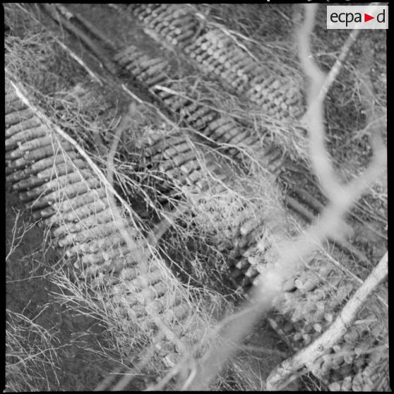 Plan moyen d'obus stockés dans un bois près du village d'Audigny.