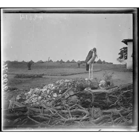 Garoua. Un jeune marabou (oiseau). [légende d'origine]