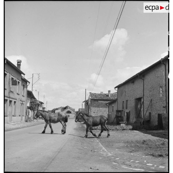 Près de la ligne de front, dans le secteur de la 2e armée, plan général d'une rue déserte d'un village évacué.
