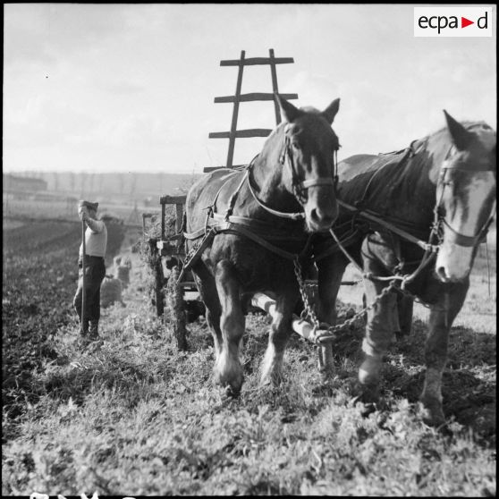 Plan moyen de trois quarts avant d'un attelage et d'un soldat de la 3e armée dans un champ.