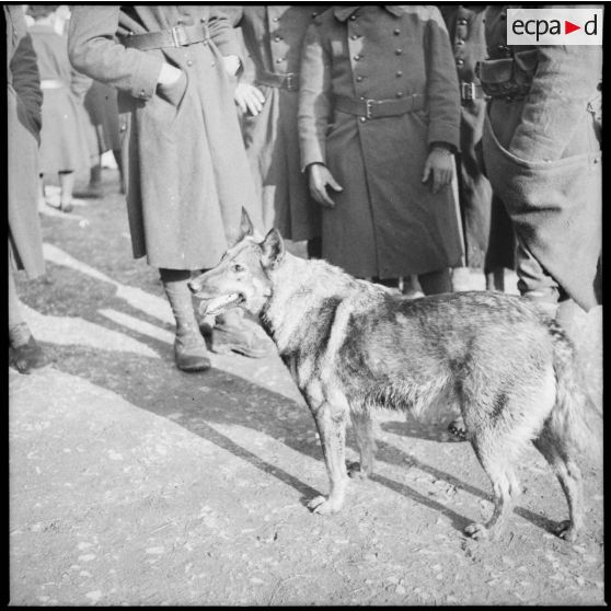 Chien et fantassins du 80e RI de la 42e DI dans Solgne.
