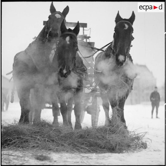 Des soldats de la 3e armée conduisent une voiture hippomobile.