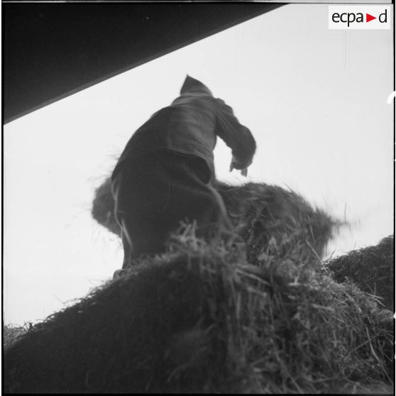 Des soldats de la 3e armée chargent des bottes de foin dans une voiture hippomobile.