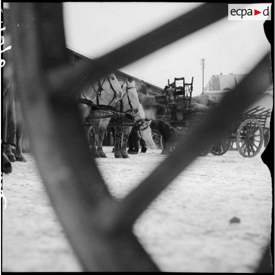 Un soldat de la 3e armée est photographié près de voitures hippomobiles en attente d'être chargée.