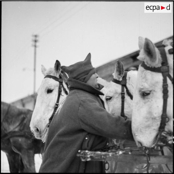 Un soldat de la 3e armée s'occupe de chevaux attelés à une voiture hippomobile.