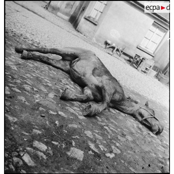 Plan général du cadavre d'un cheval dans le secteur de la 3e armée.