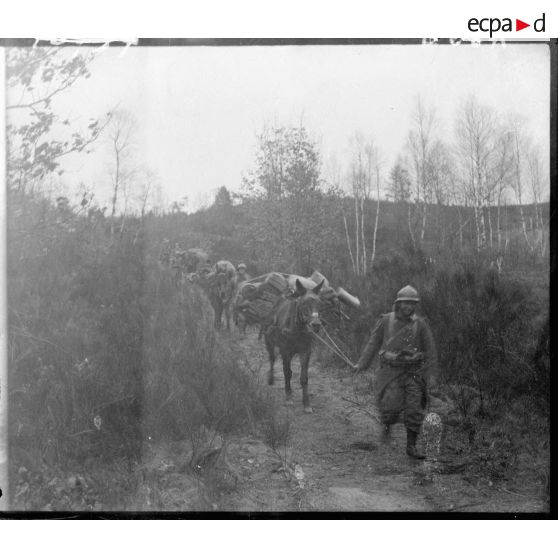 Convoi muletier dans le secteur de la 5e armée.