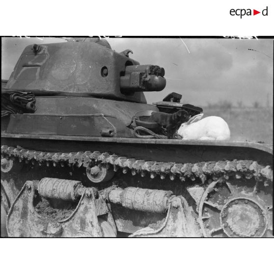 Plan rapproché d'un lapin et d'un chiot placés sur l'avant d'un Renault R35 du 24e BCC.