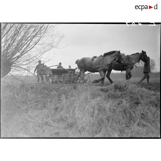 En Alsace, des soldats de la 5e armée participent aux travaux des champs.