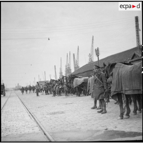 Rassemblement de fantassins et de chevaux de la BEF sur le quai d'un port français.