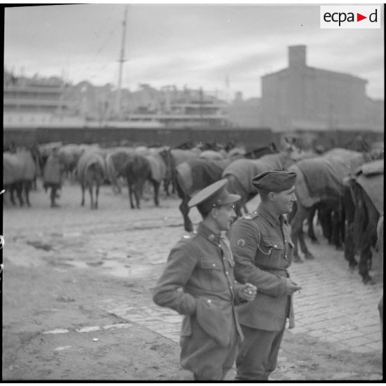 Rassemblement de chevaux de la BEF sur le quai d'un port français.