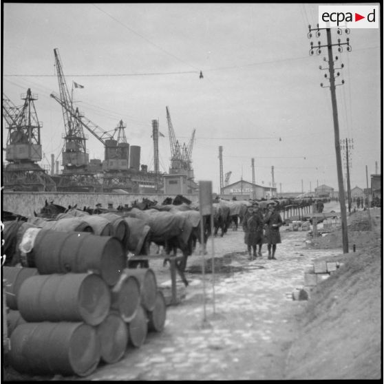 Rassemblement de chevaux et de matériel de la BEF sur le quai d'un port français.