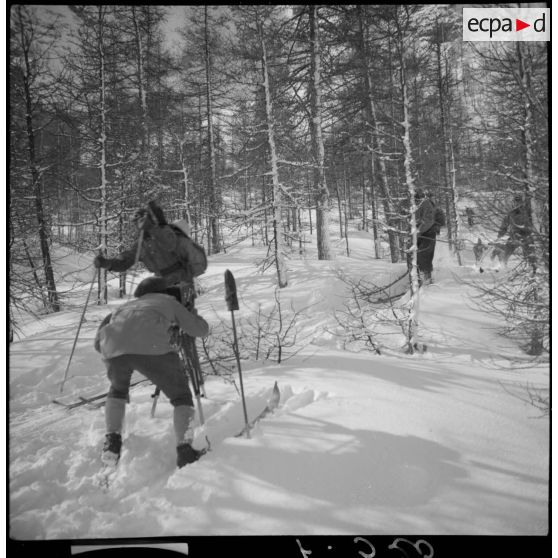 Des éclaireurs-skieurs de la 6e armée sont filmés par un opérateur du SCA alors qu'ils se déplacent à skis dans un bois.
