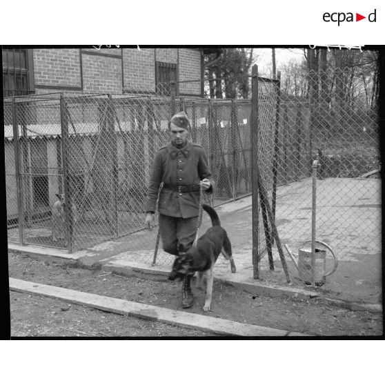 Dans un chenil de la 6e armée, un sergent maître-chien sort son animal de l'enclos.