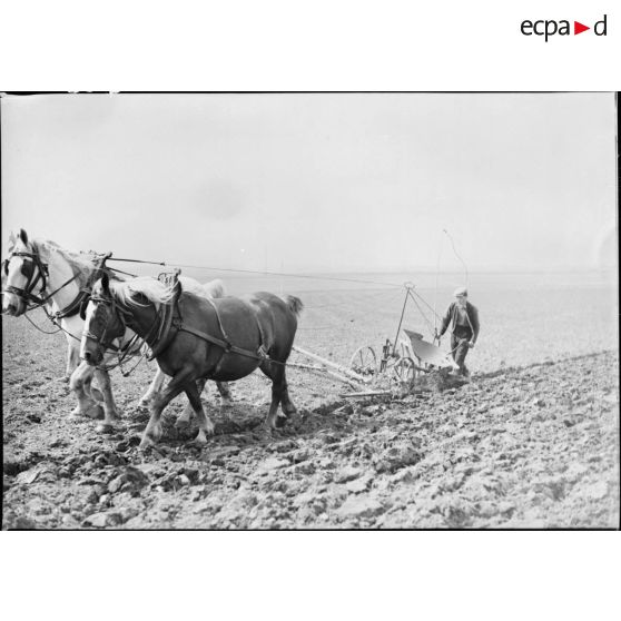 Un civil laboure un champ à l'aide d'une charrue tractée par deux chevaux dans le secteur de la 7e armée.