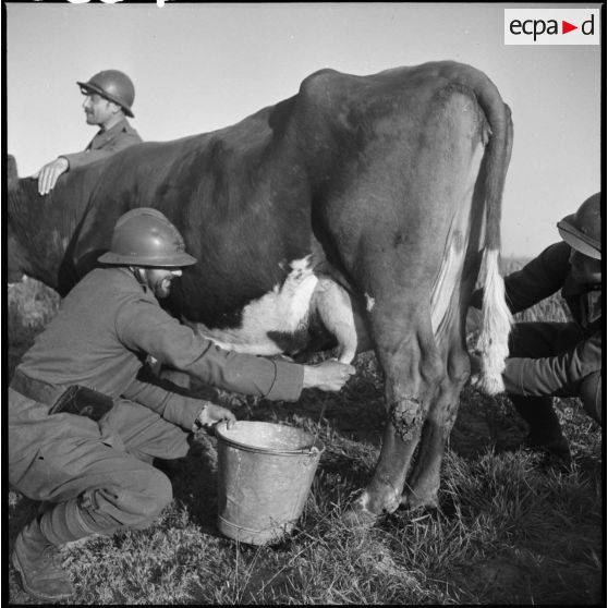 Des artilleurs de la 7e armée traient une vache dans une ferme, probablement au cours d'une halte ou d'un bivouac.