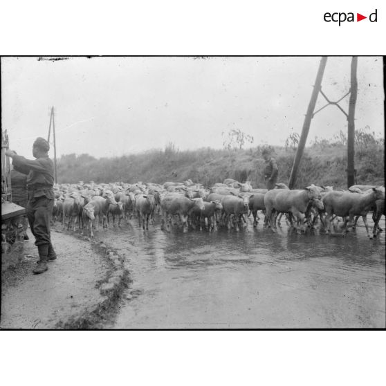 Un troupeau de moutons, surveillé par des soldat de la 7e armée, passe le long d'une route de campagne.