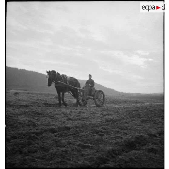 Un soldat, assis sur un chariot tiré par un cheval, travaille dans un champ.