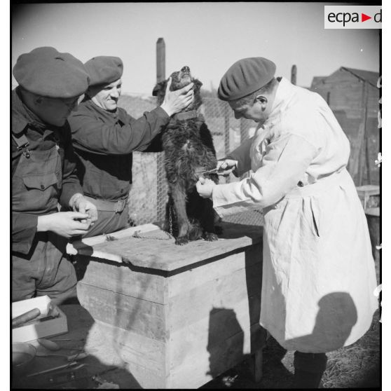 Un vétérinaire soigne des chiens en marge d'une formation cynophile.