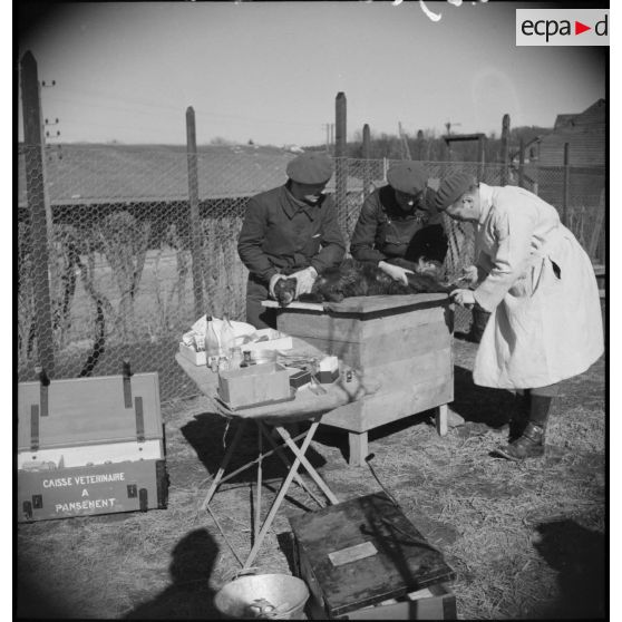 Un vétérinaire soigne des chiens en marge d'une formation cynophile.