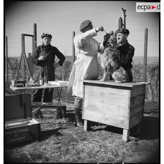 Un vétérinaire soigne des chiens en marge d'une formation cynophile.