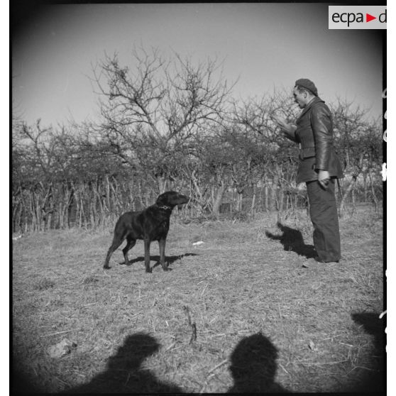 Exercice de dressage de chiens.
