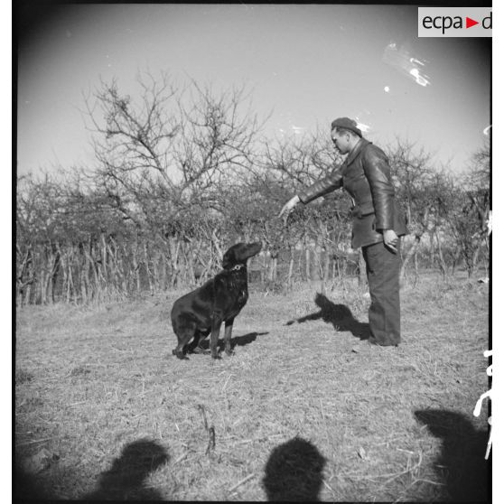 Exercice de dressage de chiens.