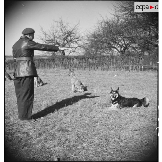 Exercice de dressage de chiens.