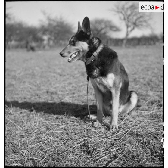 Portrait d'un chien pendant une formation cynophile.