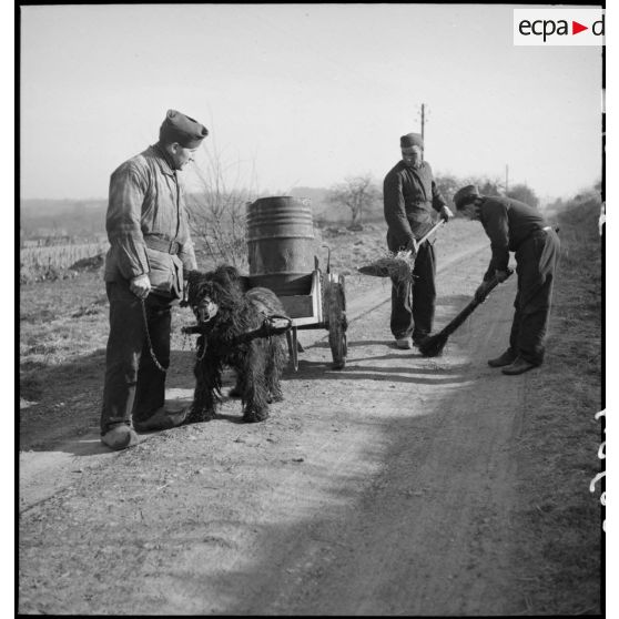 Exercice de traction au cours d'une formation cynophile.