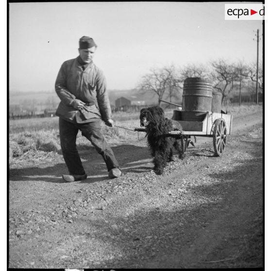 Exercice de traction au cours d'une formation cynophile.