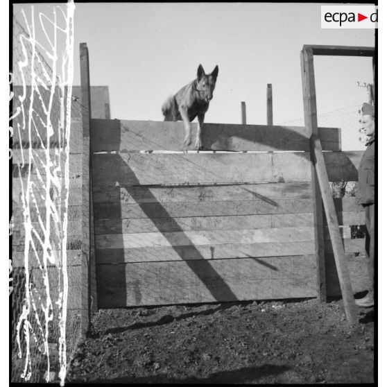 Exercice de saut d'obstacle pour un chien lors d'une formation cynophile.