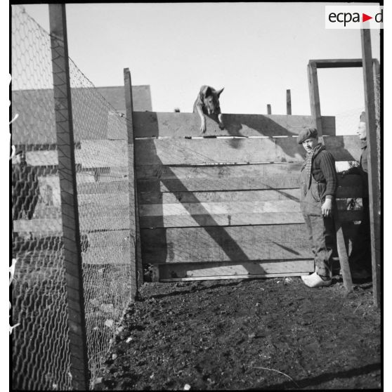 Exercice de saut d'obstacle pour un chien lors d'une formation cynophile.