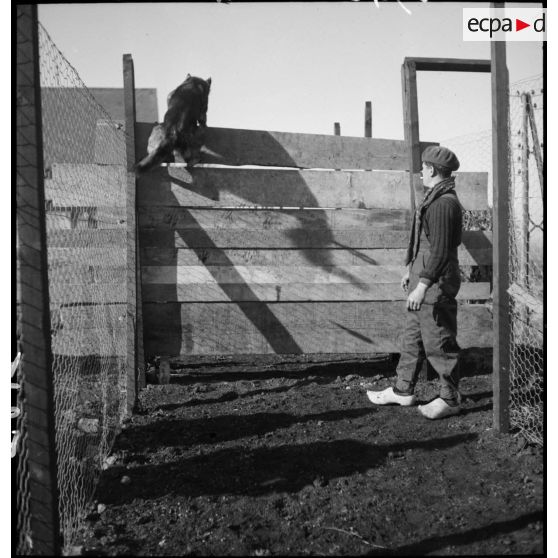 Exercice de saut d'obstacle pour un chien lors d'une formation cynophile.