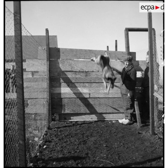Exercice de saut d'obstacle pour un chien lors d'une formation cynophile.