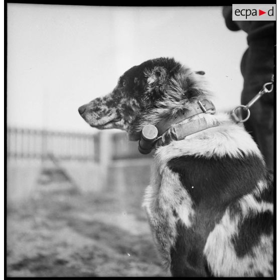 Portrait d'un chien de la 5e armée.